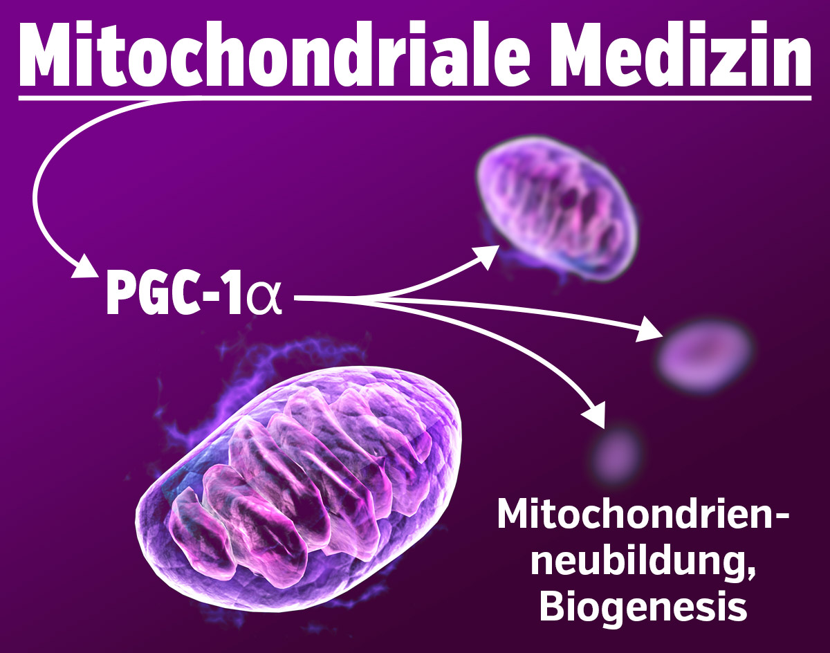 Mitokondriell medicin – PGC-1 alfa, nybildning av mitokondrier – biogenes
