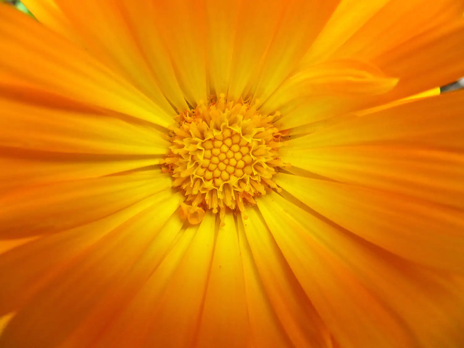 Naheaufnahme einer leuchtend orangefarbenen Ringelblume mit offenen Blütenblättern.