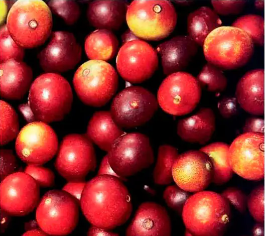 Rote Cranberries in unterschiedlichen Schattierungen, lose in einer Schale, frisch und glänzend.