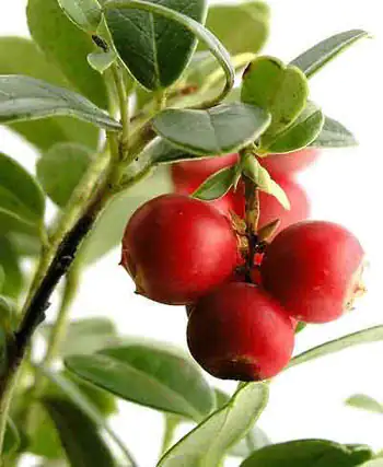 Cranberry-Pflanze mit roten Beeren, grüne Blätter, frische und natürliche Ansichten.