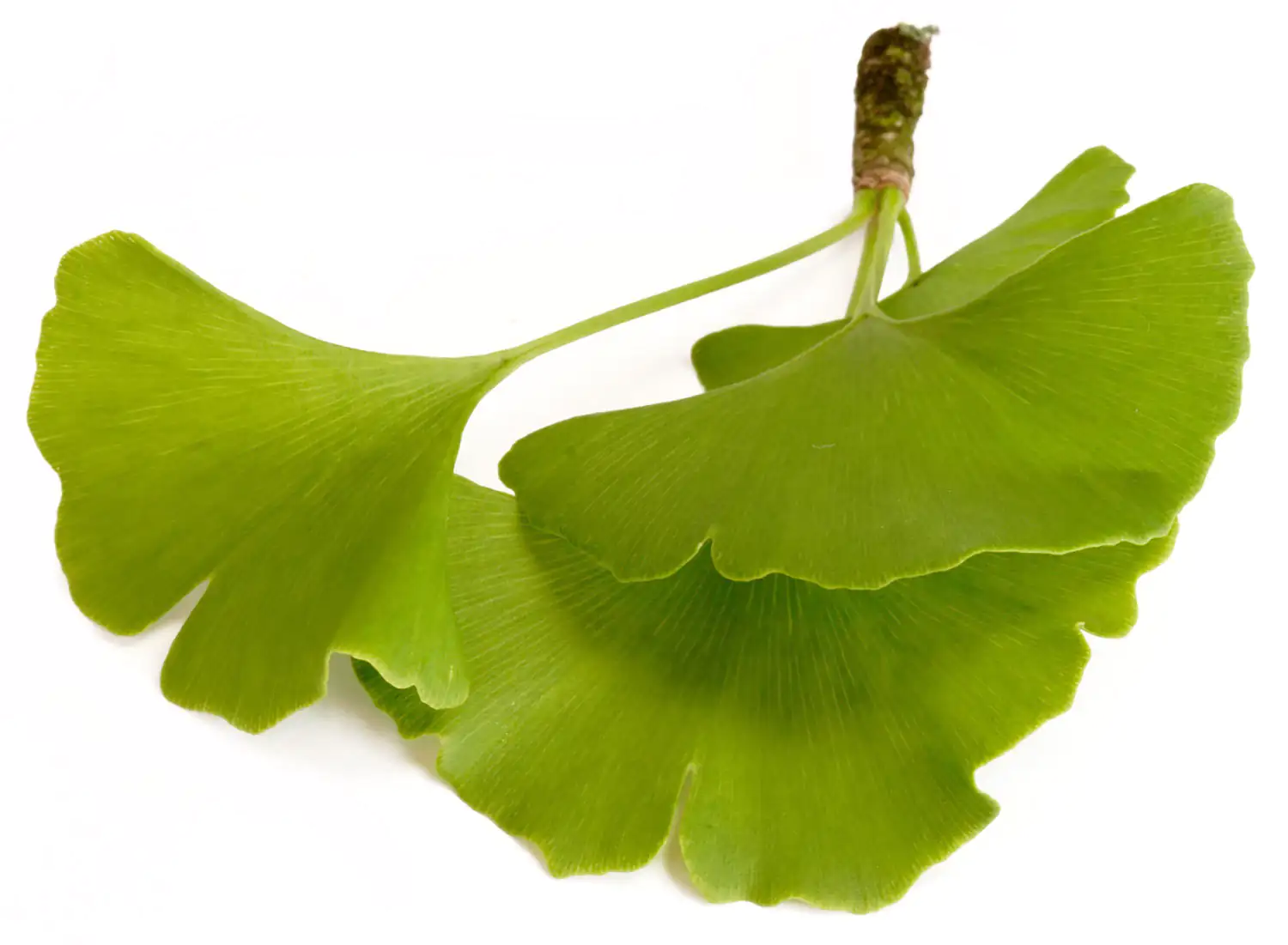 Frische Ginkgo Biloba Blätter, grün, in verschiedenen Größen, auf weißem Hintergrund.