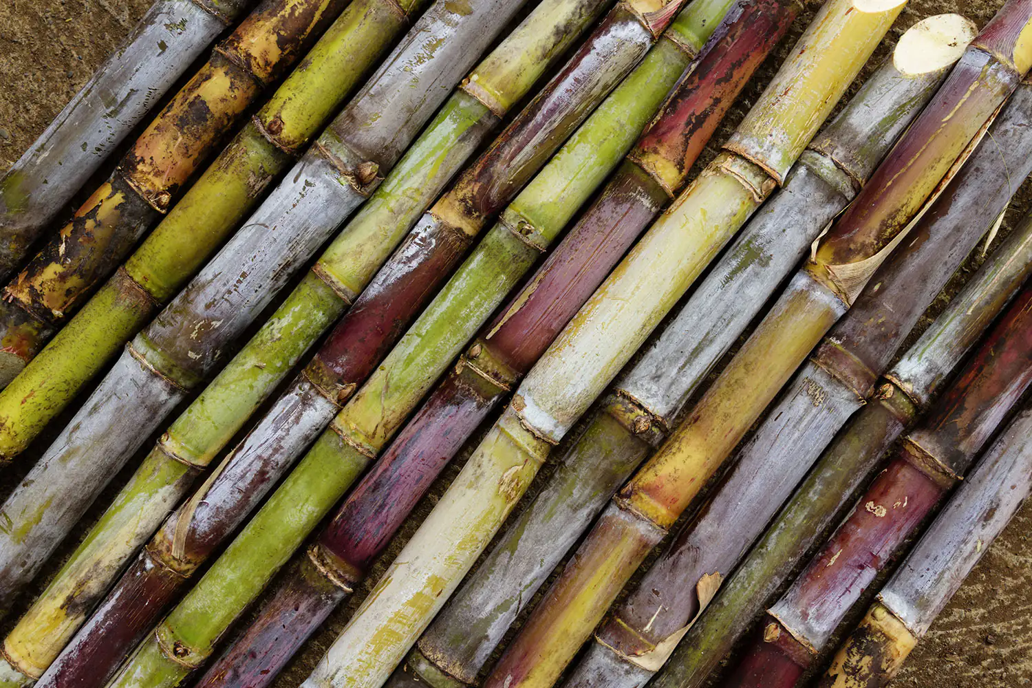 Zuckerrohr