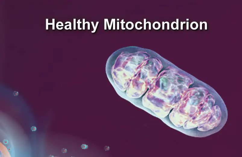 Darstellung eines gesunden Mitochondriums, biochemische Struktur, farbenfroh auf dunklem Hintergrund.