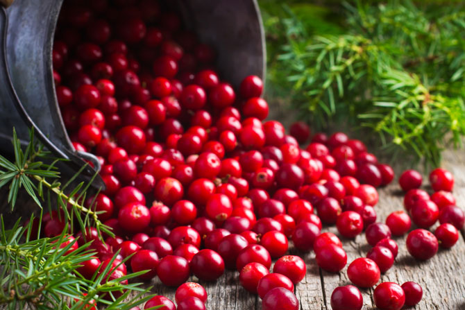 Frische Cranberries, leuchtend rot, in einer Holzumgebung ausgekippt, umgeben von grünen Zweigen.