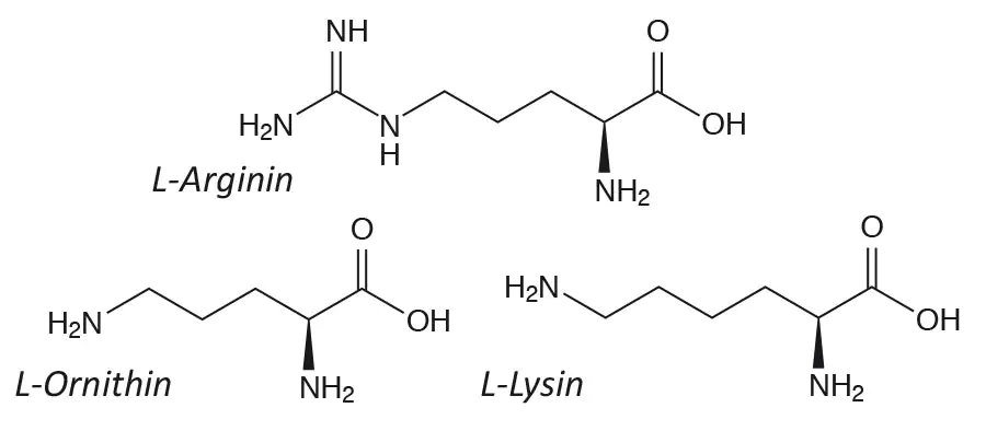 Strukturformeln von L-Arginin, L-Ornithin und L-Lysin in schwarz-weißer Darstellung.