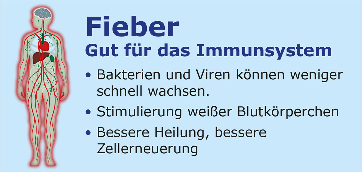 Grafik eines menschlichen Körpers mit Text über die Rolle von Fieber bei der Immunabwehr.