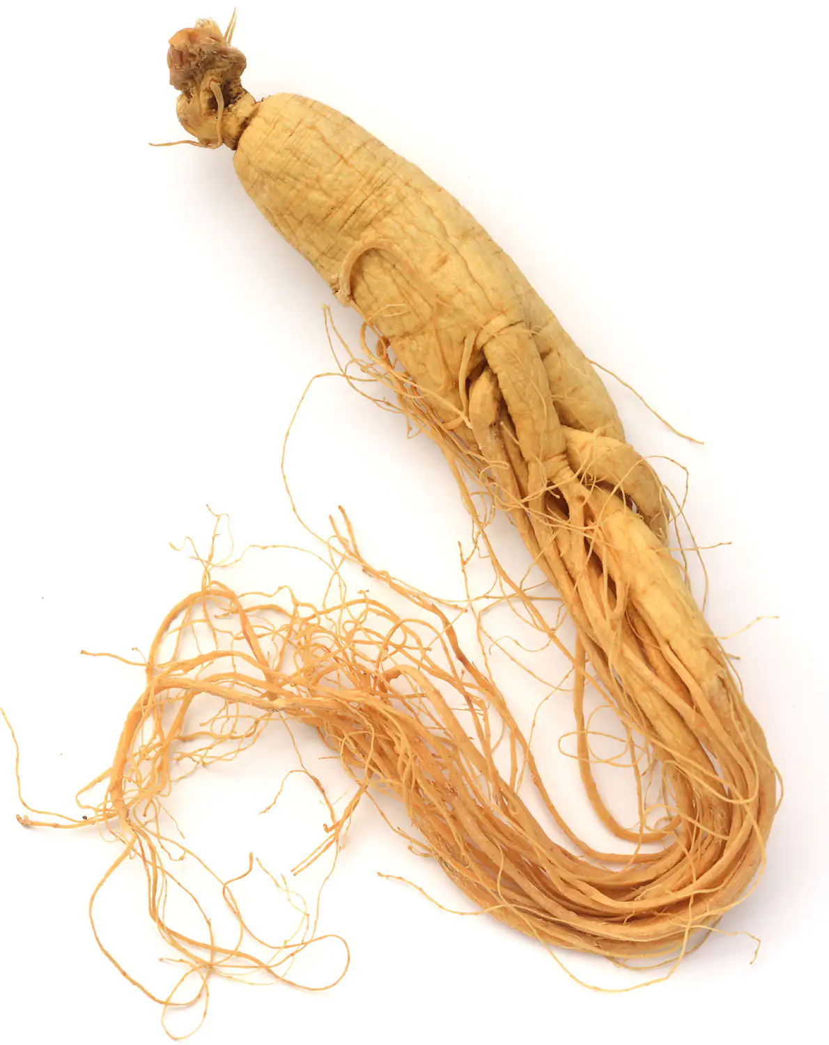 Ginseng-Wurzel