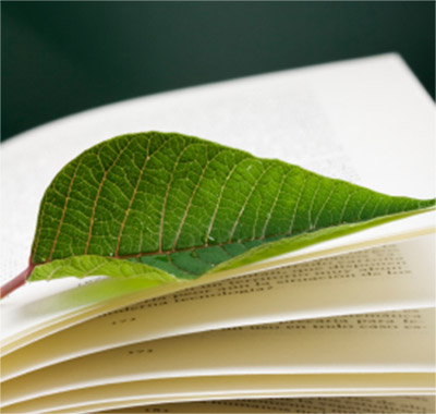 Nahaufnahme eines grünen Blattes, das auf den Seiten eines offenen Buches liegt, helle Farben, natürliche Darstellung.