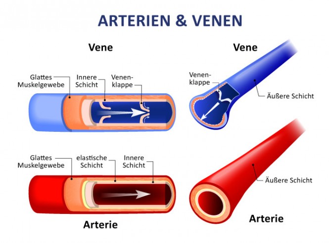 Diagramm zeigt Arterien und Venen mit Schichten und Klappen, farblich kodiert.
