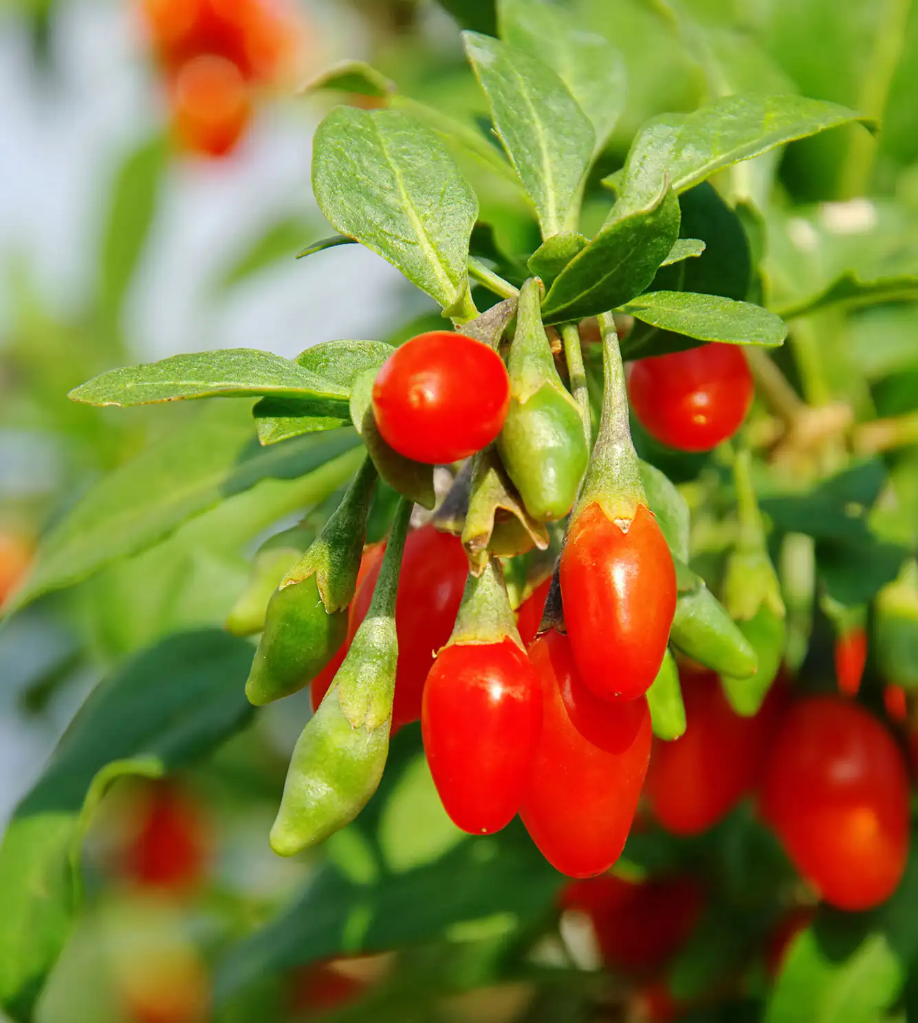 Goji-Beeren