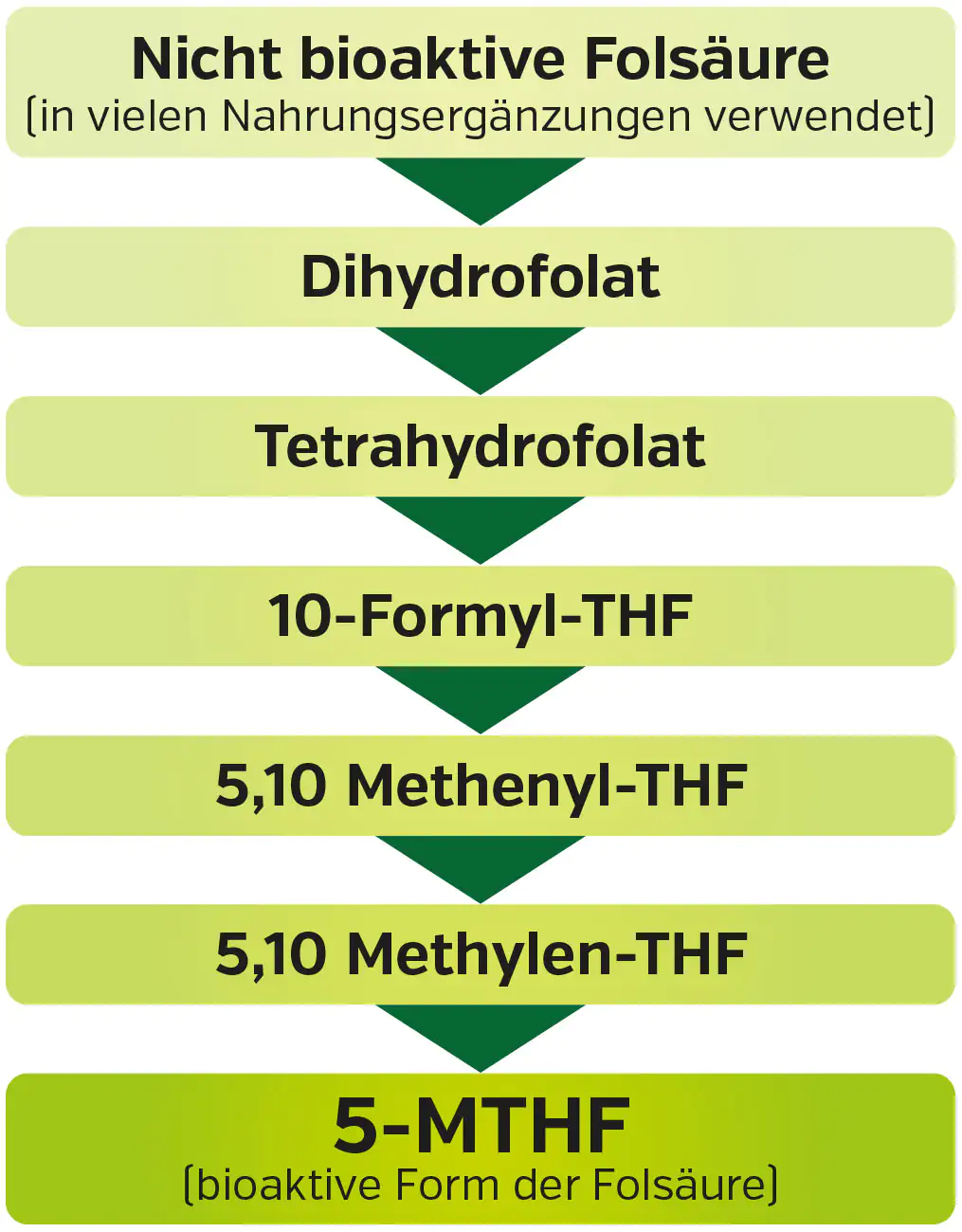 Grafik zeigt die Umwandlung von nicht bioaktiver Folsäure in 5-MTHF, diagrammatische Darstellung, grüne Farben.