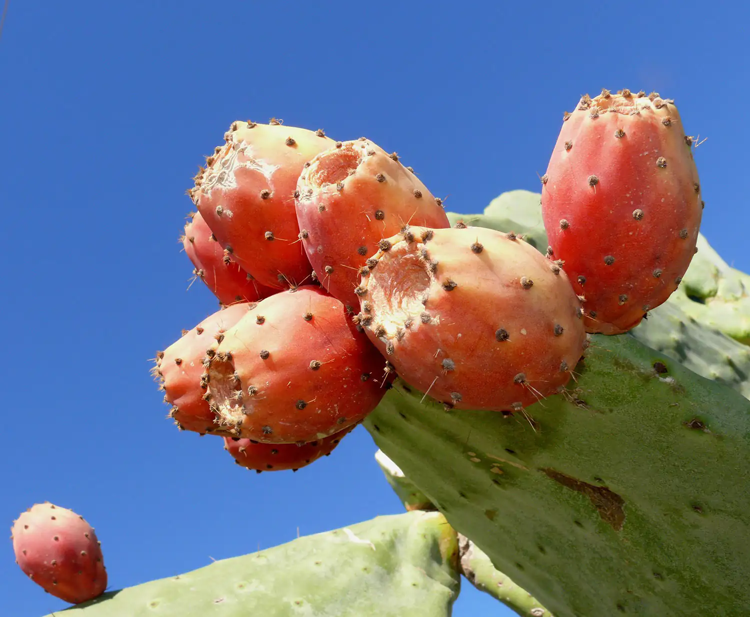 Reife Kaktusfeigen, rot-orange, an einem Kaktus mit grünem Körper unter blauem Himmel.