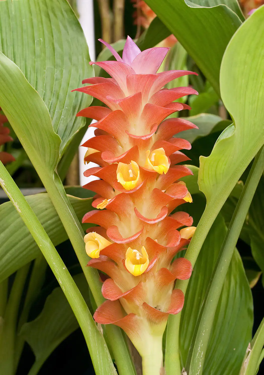 Nahaufnahme einer Orchidee mit rot-gelben Blüten, von grünen Blättern umgeben, im Garten.