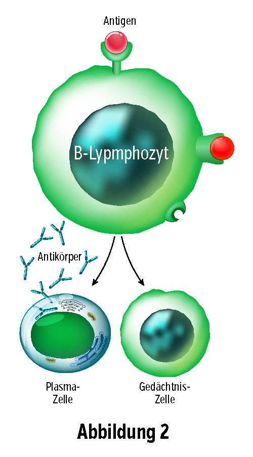 Diagramm eines B-Lymphozyten, der Antigene erkennt, dazu Plasma- und Gedächtniszelle, in grüner Farbe.