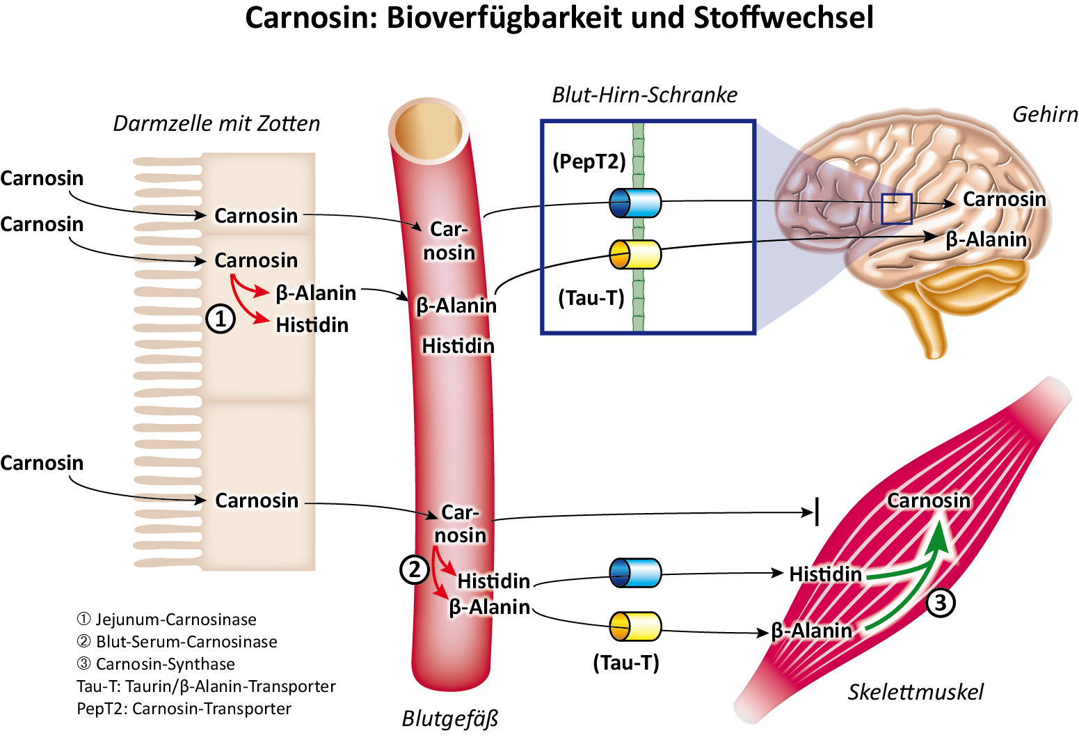 Carnosin – biotillgänglighet och ämnesomsättning