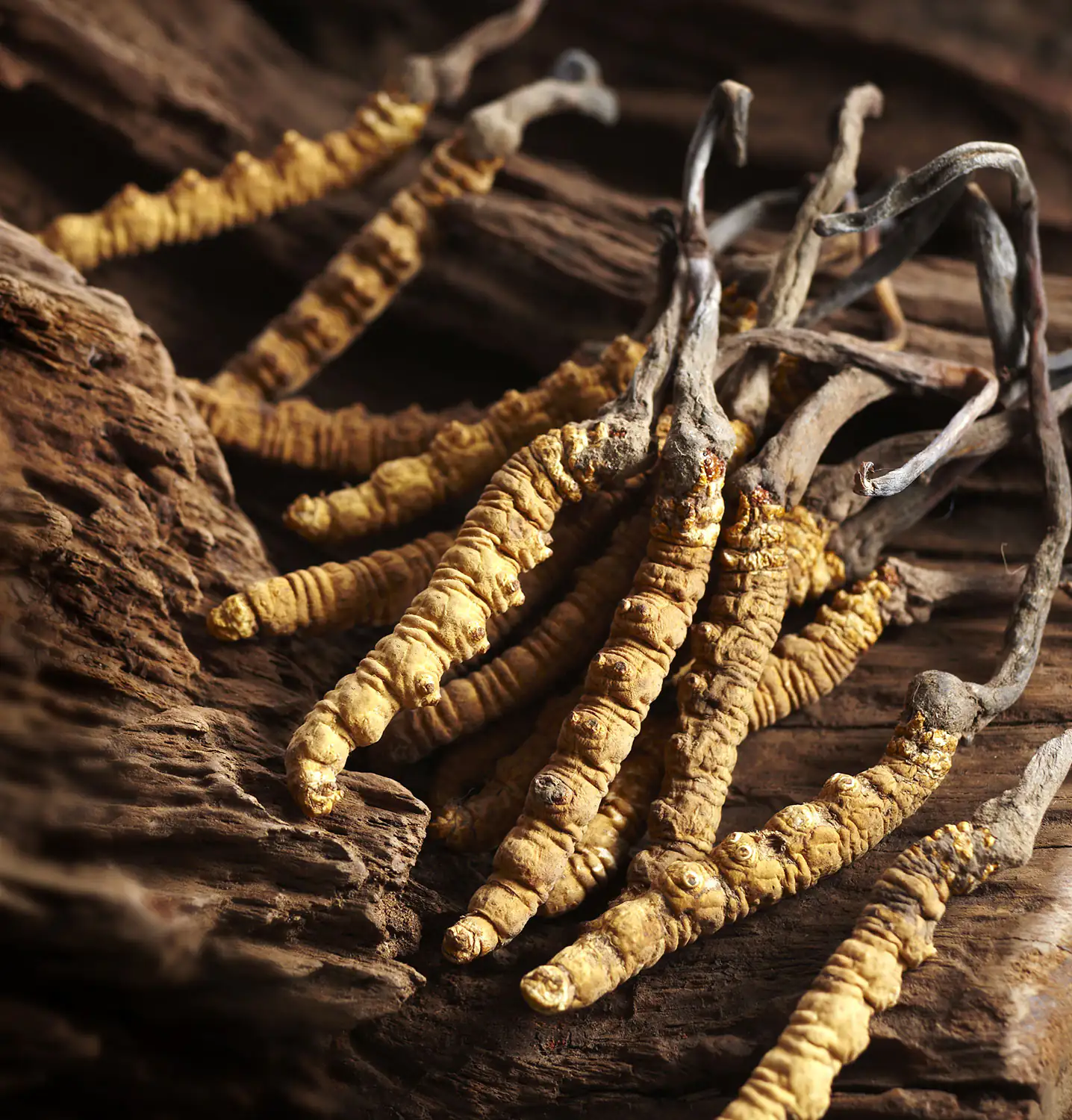 Kaiserpilz (Cordyceps sinensis)