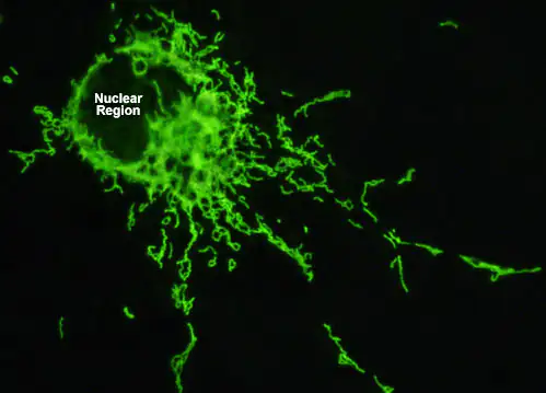 Mikroskopische Aufnahme einer Zelle mit grünem Fluoreszenzsignal, zeigt den Zellkern und Ausläufer.