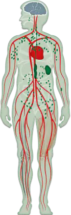 Grafik eines menschlichen Körpers mit hervorgehobenen Blutgefäßen, Herz und Gehirn, farbig dargestellt.