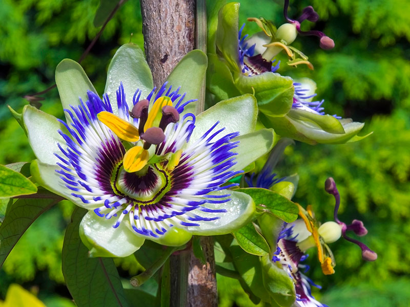 Nahaufnahme einer Passionsblume mit weiß-violetten Blütenblättern und gelben Staubgefäßen vor grünem Hintergrund