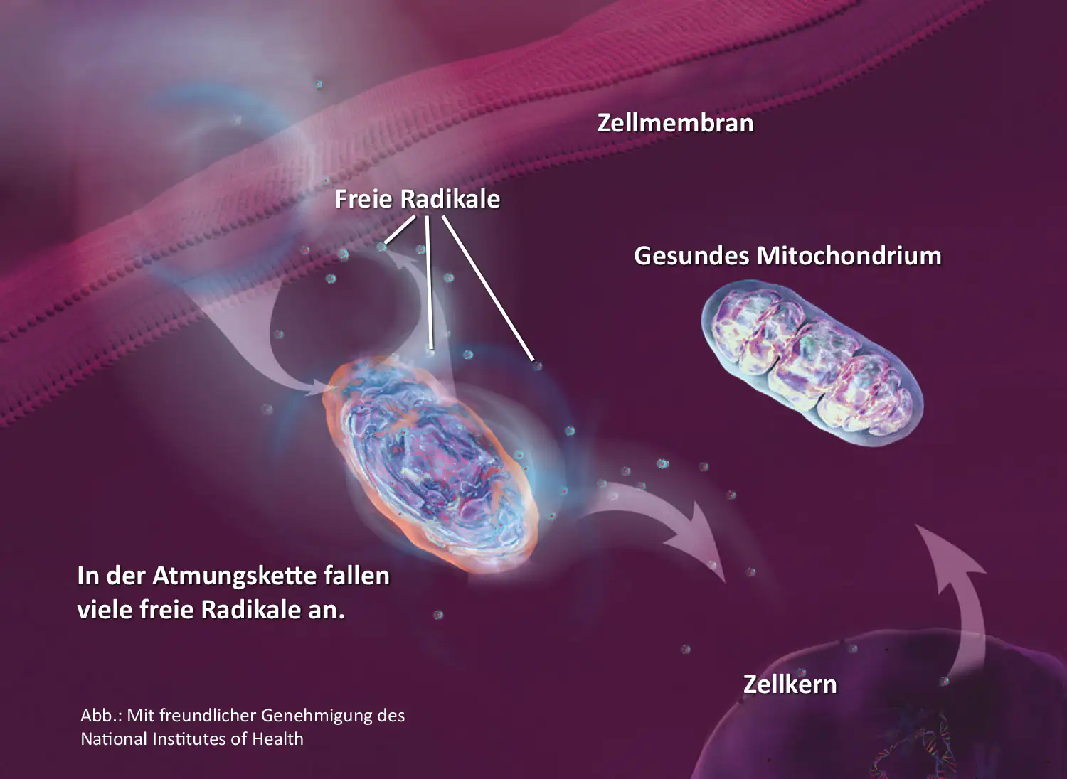 Illustration der Zellinteraktion mit freien Radikalen, Mitochondrien und Zellkern.