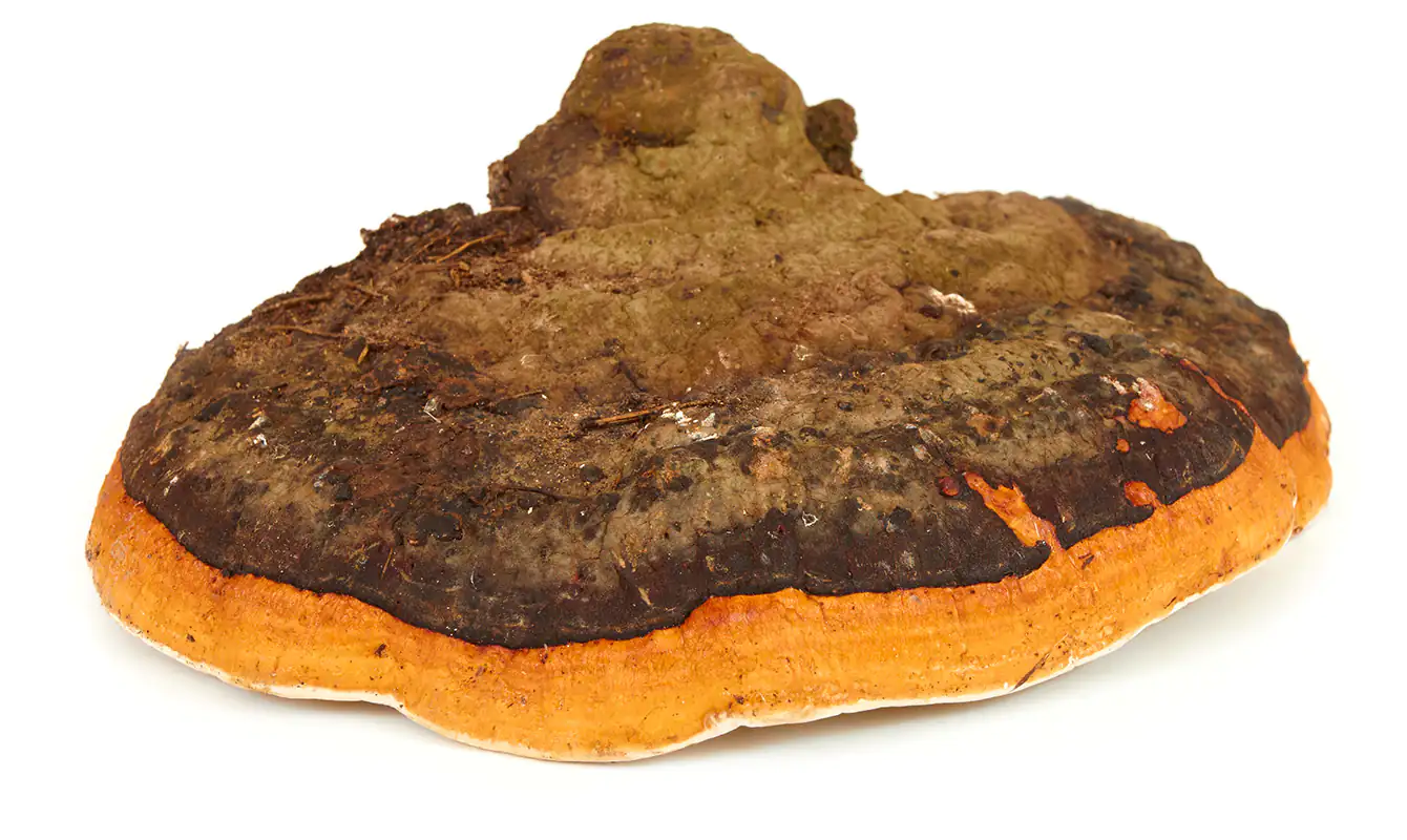 Chaga Pilz