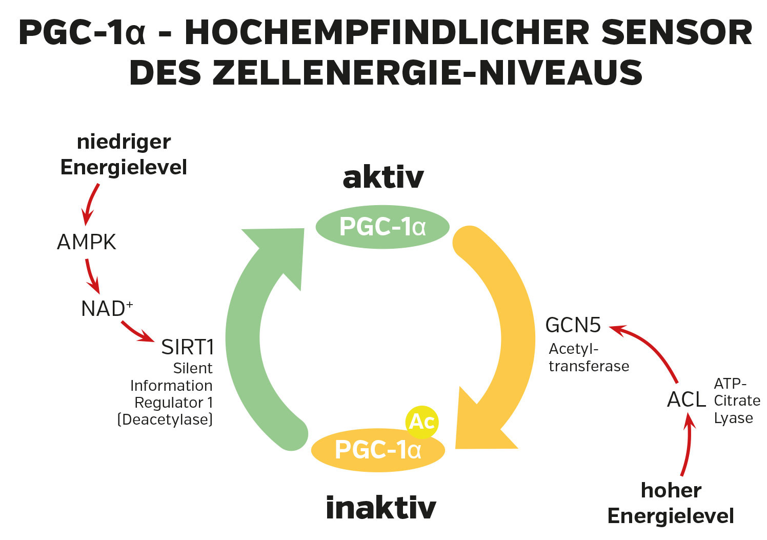 Diagramm zeigt PGC-1α als Sensor für Zellenergie-Niveaus mit aktiven und inaktiven Zuständen.
