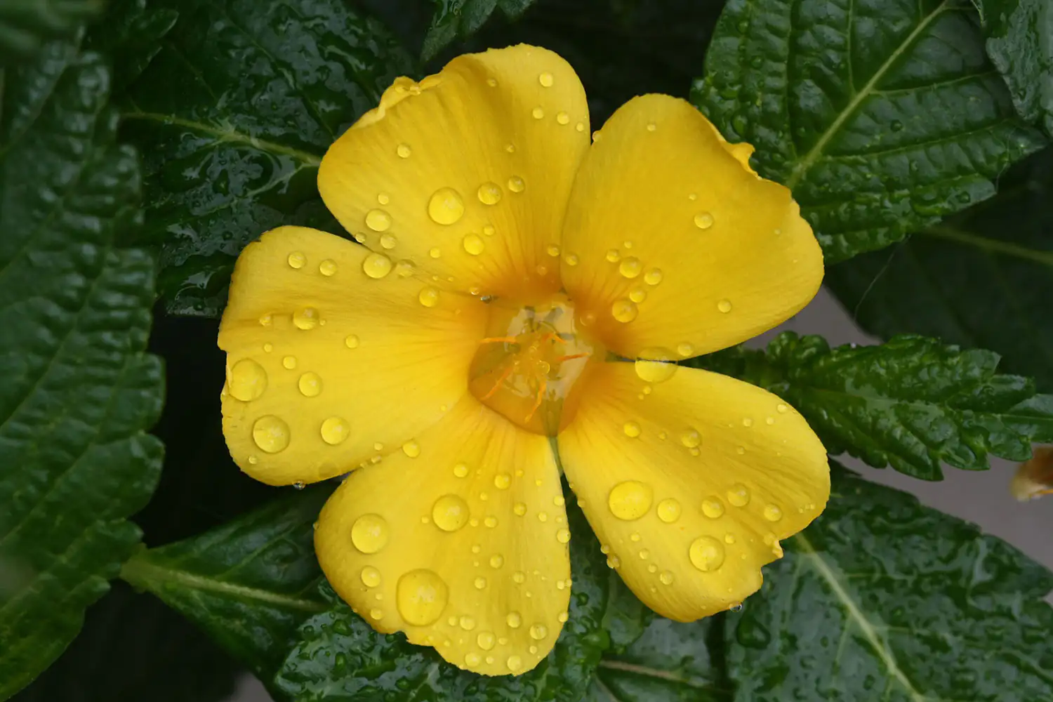 Nahaufnahme einer gelben Blüte mit Wassertropfen, umgeben von grünen Blättern.