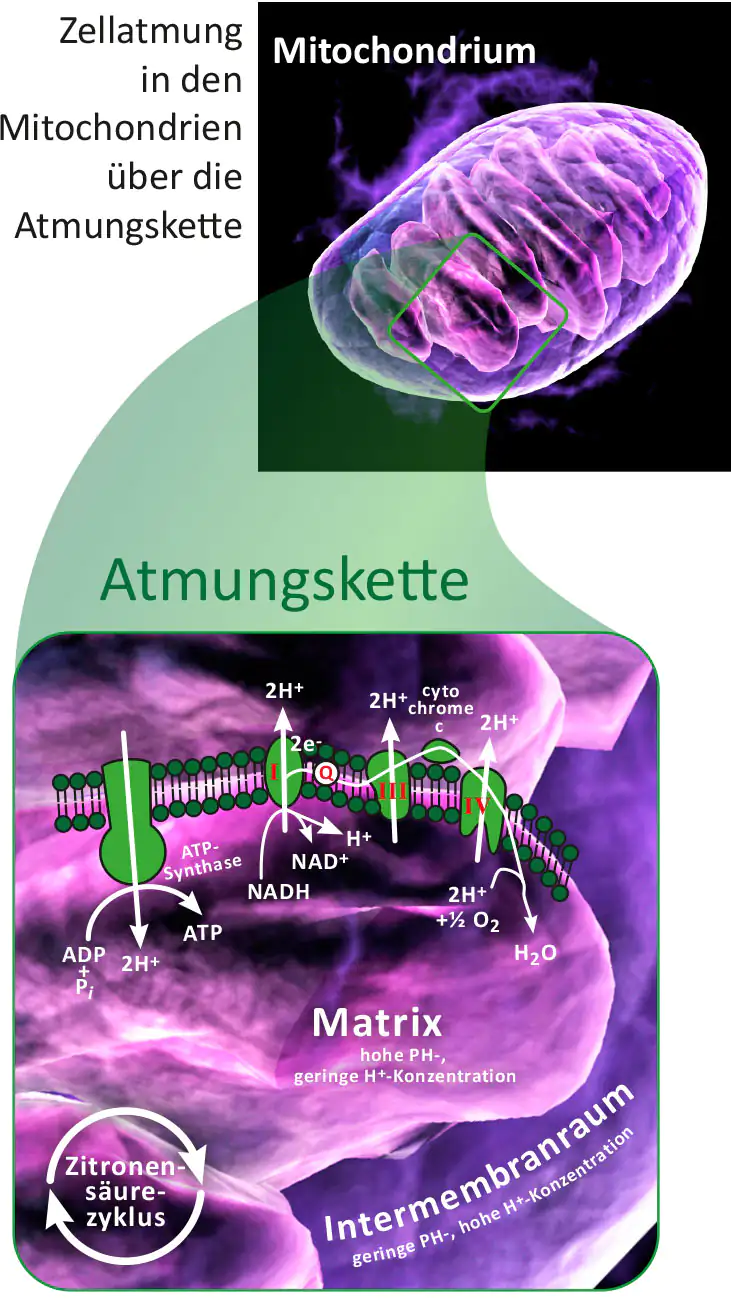 Grafik eines Mitochondriums mit Atmungskette und biochemischen Prozessen, detailreiche Darstellung, farbig
