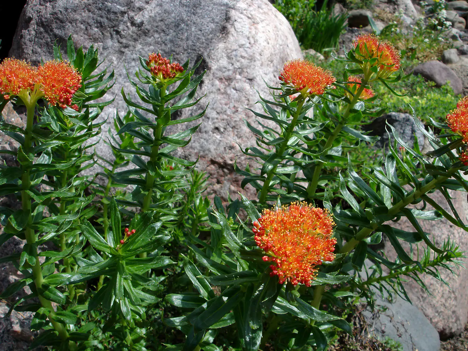 Rhodiola Rosea Pflanze mit orangefarbenen Blüten, auf grünem Blattwerk, vor grauem Felsen.
