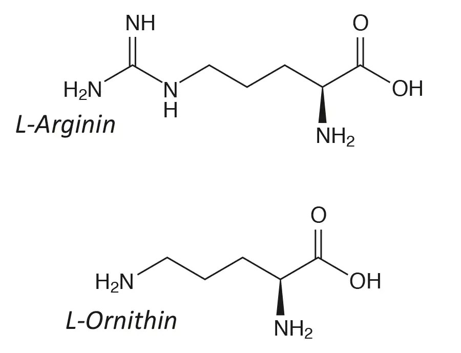 Strukturformeln der Aminosäuren L-Arginin und L-Ornithin, chemische Zusammensetzung, schwarz-weiße Darstellung.