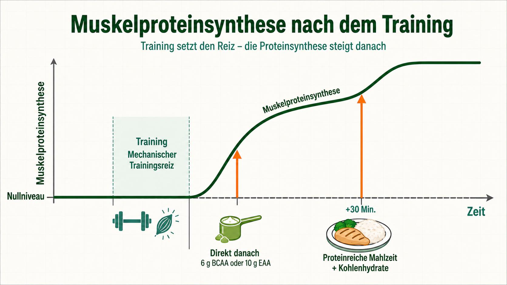 Body recomposition – muskelproteinsyntes efter träning