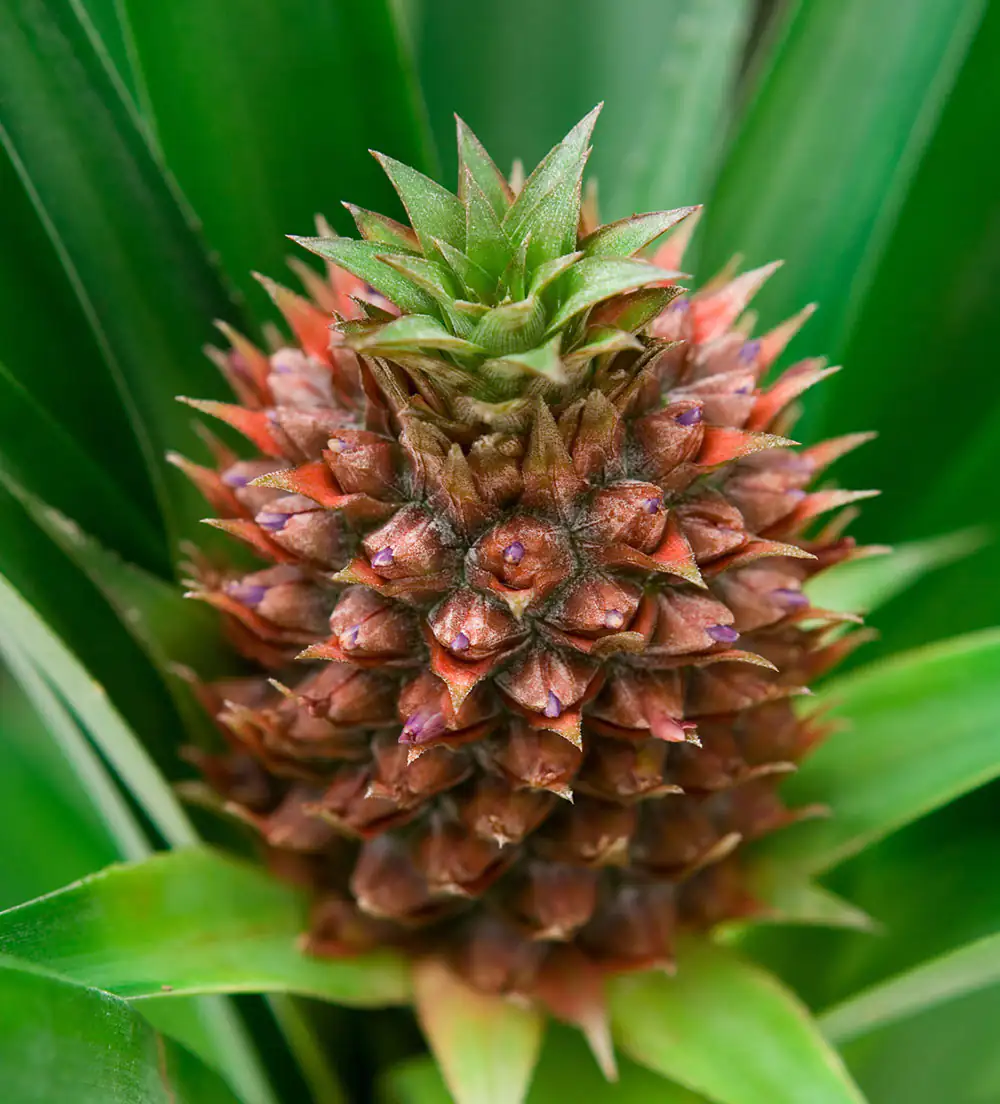 Detailaufnahme einer frischen Ananas mit grünem Blattwerk, rotbrauner Schale und charakteristischen Augen.
