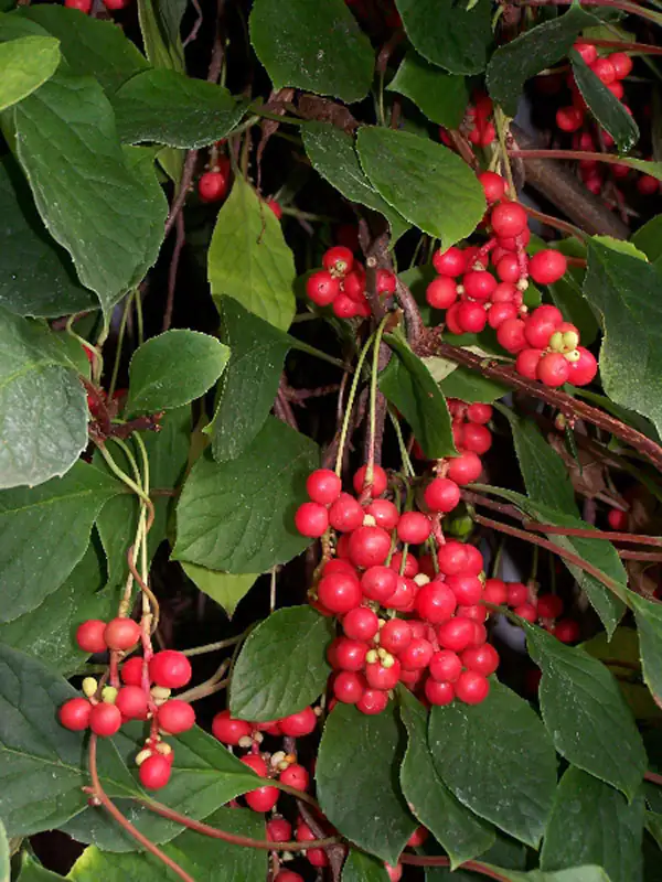 Nahaufnahme von roten Beeren an einem grünen Strauch, große Menge, saftige Farbe.