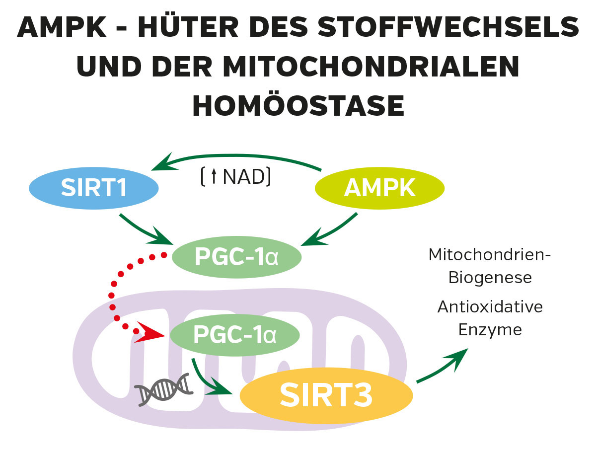 Grafische Darstellung der AMPK-Regulation mit SIRT1, PGC-1α und SIRT3, farbige Pfeile zeigen Wechselwirkungen, Diagramm in bunten Farben.