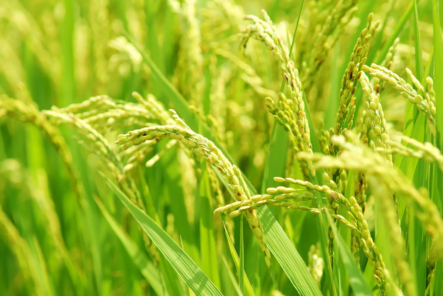 Körner von Reis in der Reifephase, grüne Ähren in einem Feld, lebendige Farben, aufrecht wachsend.