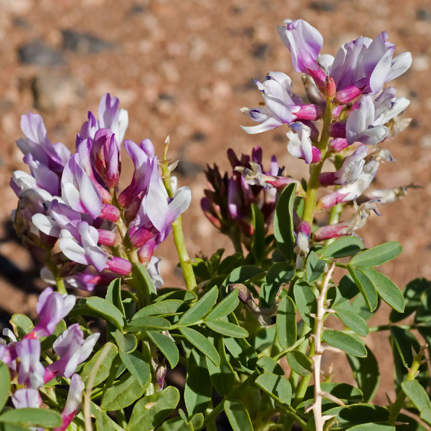 Astragalus Pflanze mit lila-weißen Blüten, grünen Blättern, im Gartenboden, nahaufnahme.
