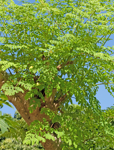 Grüner Moringa Baum mit üppigem Blattwerk, hellblauer Himmel im Hintergrund.