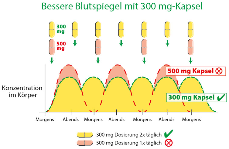 Grafik zeigt den Vergleich der Konzentration im Körper bei 300 mg und 500 mg Kapseln, mit Dosierungsinformationen.