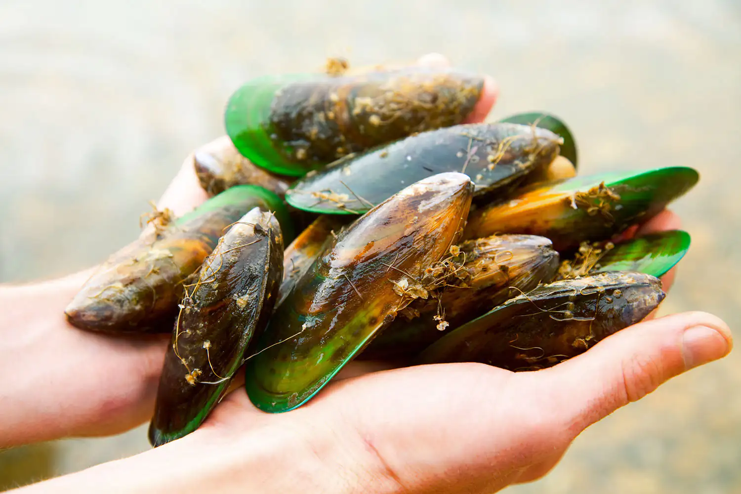 Hände halten frische Muscheln mit verschiedenen Farbtönen, teilweise mit Algen, im Freien.