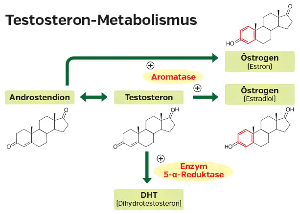 Testosteron-Metabolismus